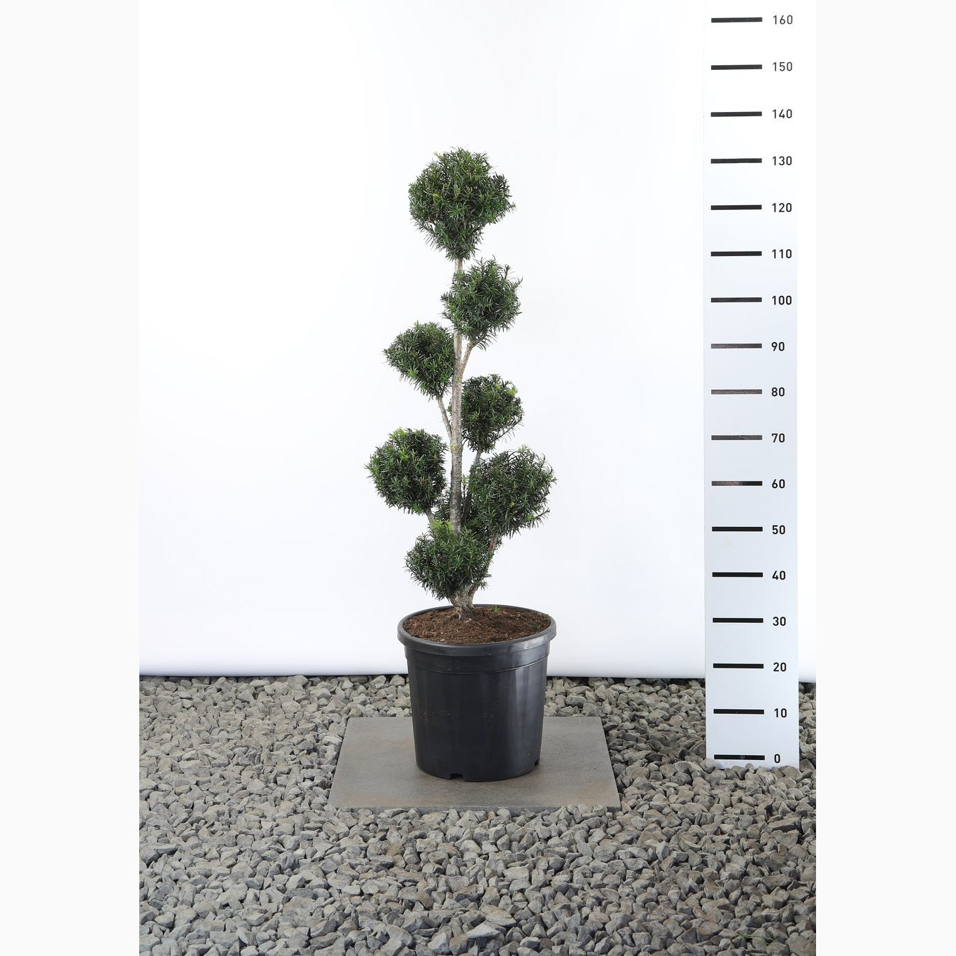 Idegran – Taxus baccata - 80-100 CM PonPon Cont.
